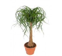 Beaucarnea, Nolina