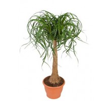 Beaucarnea, Nolina