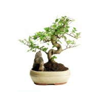 Bonsai
