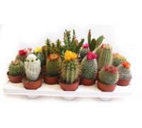 Cactus mix