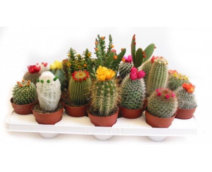 Кактус микс / Cactaceae