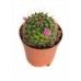 Кактус микс / Cactaceae