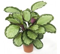 Calathea (C. picturata)