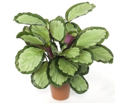 Калатея (C. picturata) / Calathea