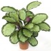 Калатея (C. picturata) / Calathea