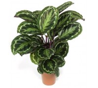 Calathea (C. roseopicta)