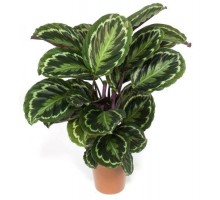 Calathea (C. roseopicta)