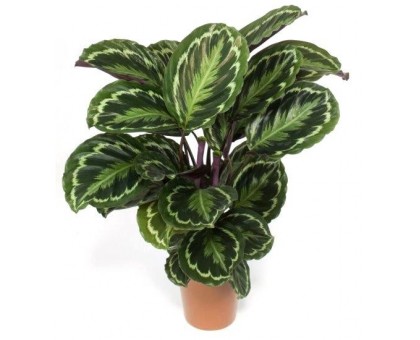 Калатея (C. roseopicta) / Calathea