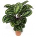 Калатея (C. roseopicta) / Calathea