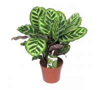 Calathea (C. rufibarba)