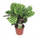 Калатея  (C. rufibarba) / Calathea
