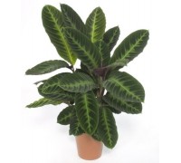 Calathea (C. warscewiczii)