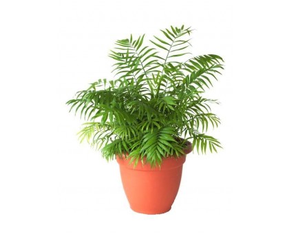 Hamedorea, Bamboo palm