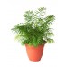 Hamedorea, Bamboo palm