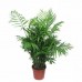 Hamedorea, Bamboo palm