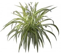 Chlorophytum