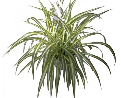 Хлорофитум / Chlorophytum