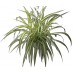 Хлорофитум / Chlorophytum