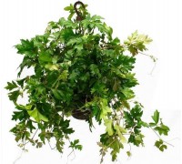 Cissus, Indoor grapes