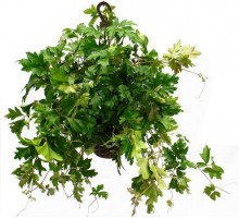 Cissus, Indoor grapes