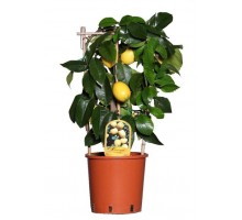 Lemon, Lemon tree