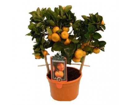 Мандарин / Citrus reticulata, Каламондин
