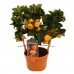 Мандарин / Citrus reticulata, Каламондин