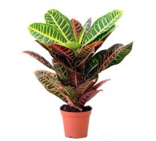 Croton, Codiaum