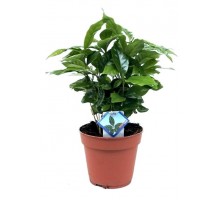 Coffee tree, Arabica coffee