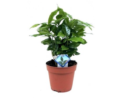 Кофейное дерево, Кофе Арабика / Coffea arabica