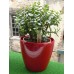 Крассула / Crassula. Денежное дерево