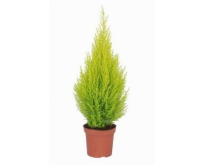 Кипарис / Cupressus