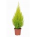 Кипарис / Cupressus