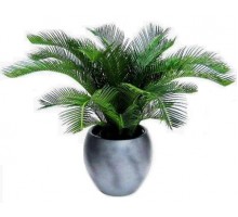Cycas, Sago palm