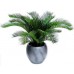 Цикас / Cycas, Саговая пальма