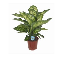 Dieffenbachia