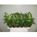 Диффенбахия / Dieffenbachia