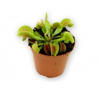 Dionaea, Venus flytrap