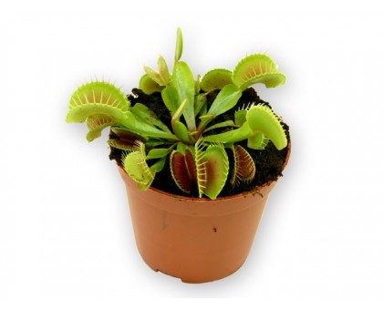 Дионея / Dionaea, Венерина мухоловка