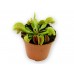 Дионея / Dionaea, Венерина мухоловка