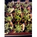 Дионея / Dionaea, Венерина мухоловка