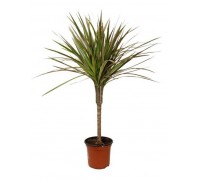 Dracaena marginata