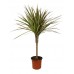 Драцена Маргината / Dracaena marginata