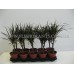 Драцена Маргината / Dracaena marginata