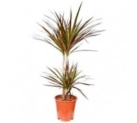 Dracaena Marginata 2