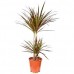 Драцена Маргината 2-ка / Dracaena Marginata
