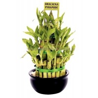 Bamboo in a bowl