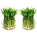 Bamboo in a bowl