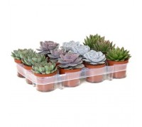 Echeveria, Stone Rose