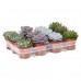 Эхеверия / Echeveria, Каменная роза